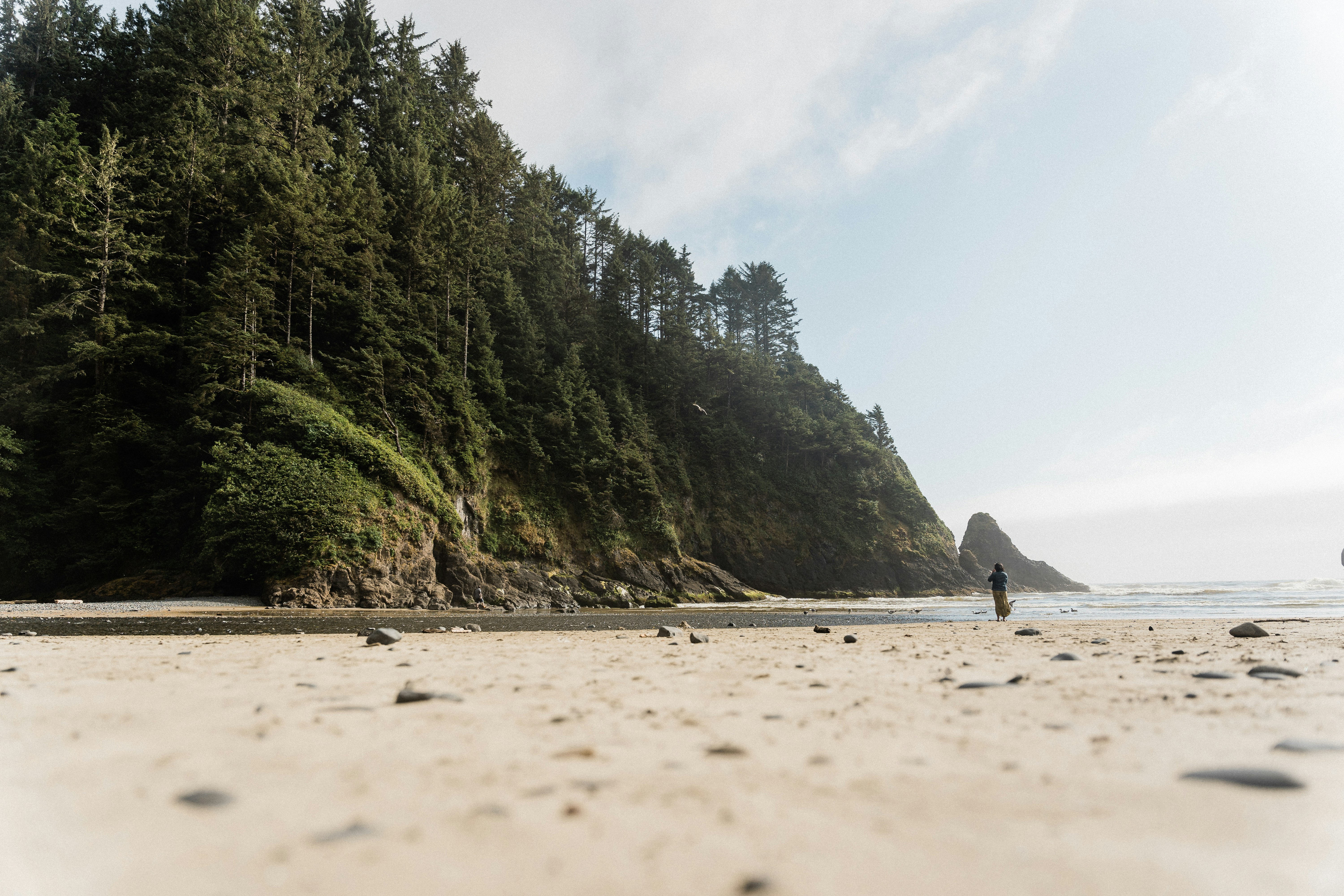 green trees on white sand beach during daytime